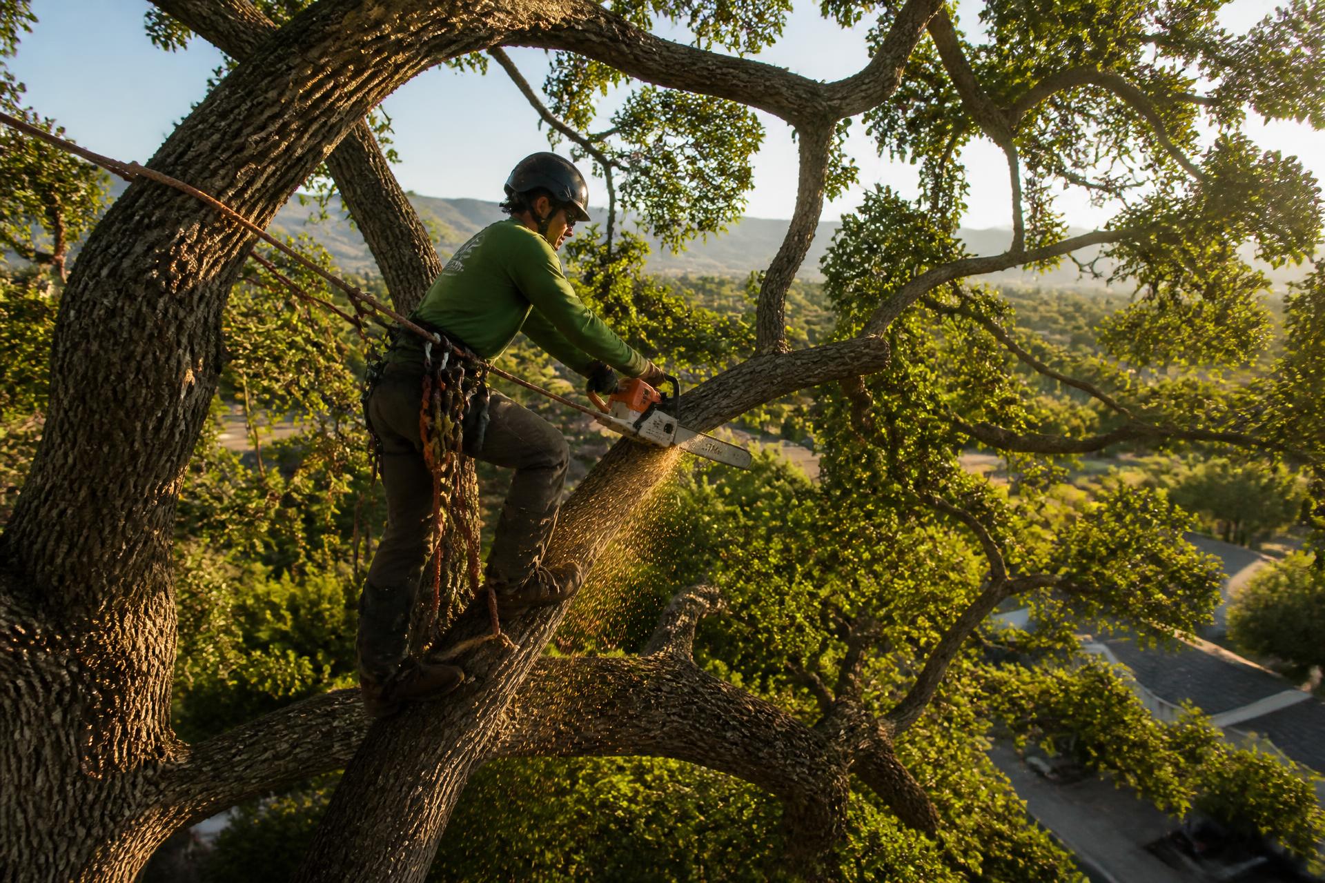 Certified arborist trimming a large oak tree in Fresno, California